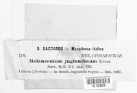 Juglanconis juglandina image